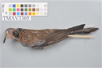 藏品(斑頸鳩)的圖片